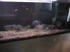 pack of 14 red bellys in 300 gal.jpg