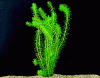 elodeadensawaterpest.gif elodeadensawaterpest.gif