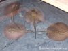 4Rays.jpg