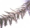 eurasian%20water%20milfoil.jpg