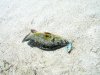 FLPB20060282006.JPG