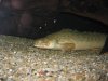 IMG_1131.JPG
