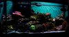 Reef_Tank.jpg
