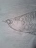 Asian Drawing Head.jpg