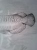 Asian Drawing Tail.jpg