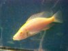 ALBINO%20EYE%20BITER.JPG