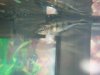 fish 003.JPG
