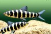 Leporinus_fasciatus.jpg