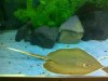 atlantic sting ray one.jpg