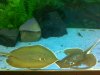 atlantic stingray four.jpg