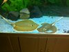 atlantic stingray three.jpg
