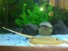 atlantic stingray two.jpg