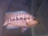 pescados 012.JPG