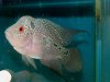 GRADE A FLOWERHORN.JPG