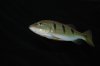 DSC_0121.jpg