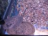 marble rays 001.jpg