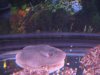 rays 012.jpg