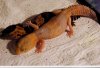 AFT geckos.jpg