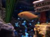 fish 007.jpg