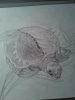 Fly River Turtle sketch.jpg