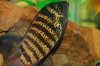 banded severum.JPG