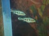 fish 004.JPG