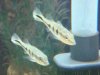 fish 033.JPG