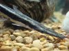 fish 036.JPG