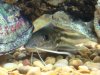 fish 038.JPG