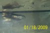 fish stuff 011.JPG