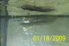 fish stuff 012.JPG