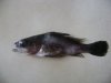 DSC04078.jpg