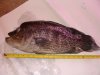 DSC01604.JPG