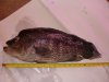 DSC01605.JPG
