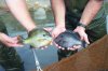 Female__Male_Bluegill.jpg