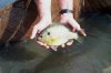 Redear_Sunfish.jpg