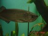 Aquarium 11-08 002.jpg