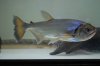 DSC_0117.JPG