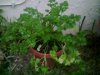 parsley.jpg