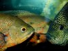 Toomanyfishes.jpg