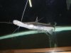 DSC00704.JPG
