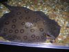 ray move 011.JPG