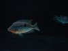 DSC03812.jpg