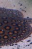spots on back.jpg spots on back.jpg