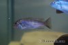 Metriaclima_Aurora3.jpg