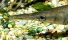 Shortnose Gar 252009 wm.jpg
