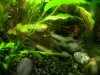 notophthalmus 047.jpg