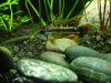 notophthalmus 042.jpg