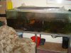 Filling and with fish in (9).JPG Filling and with fish in (9).JPG