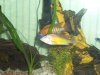 Fish and Snow 035.JPG